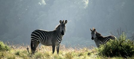 esim Malawi | get eSIM travel esim Malawi | get eSIM travel